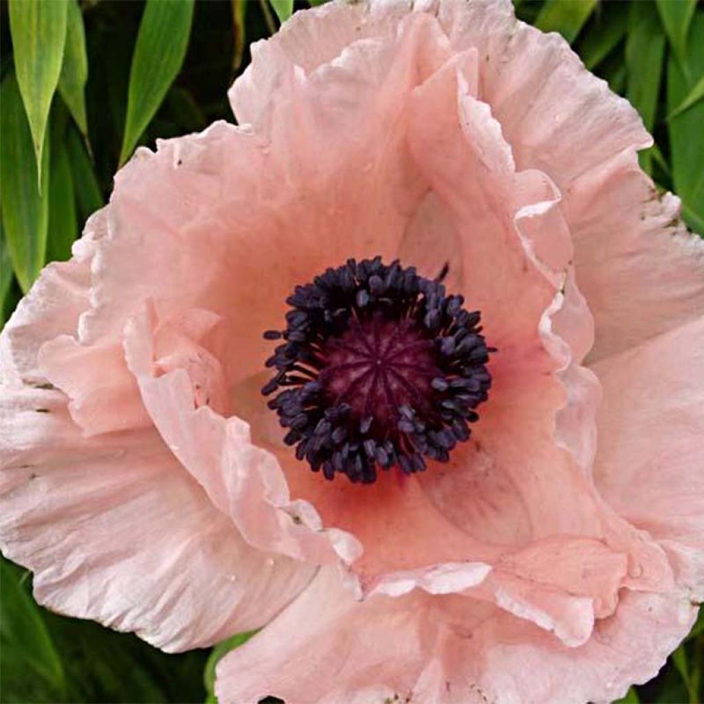 Papaver orientale Helen Elisabeth - Oriental Poppy