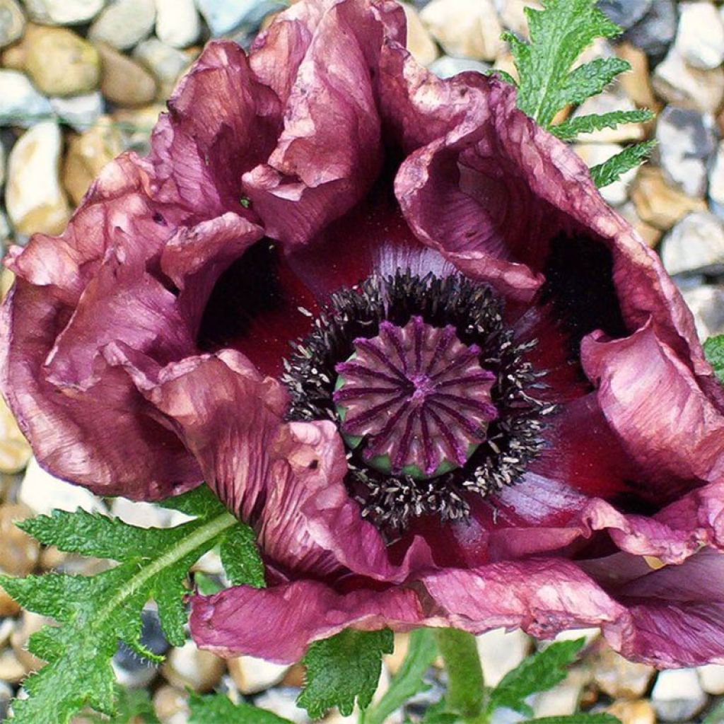 Papaver orientale Pattys Plum - Oriental Poppy