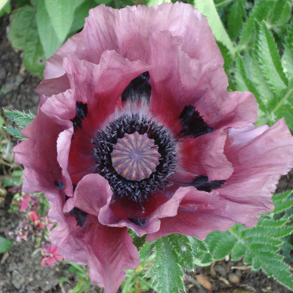 Papaver orientale Pattys Plum - Oriental Poppy