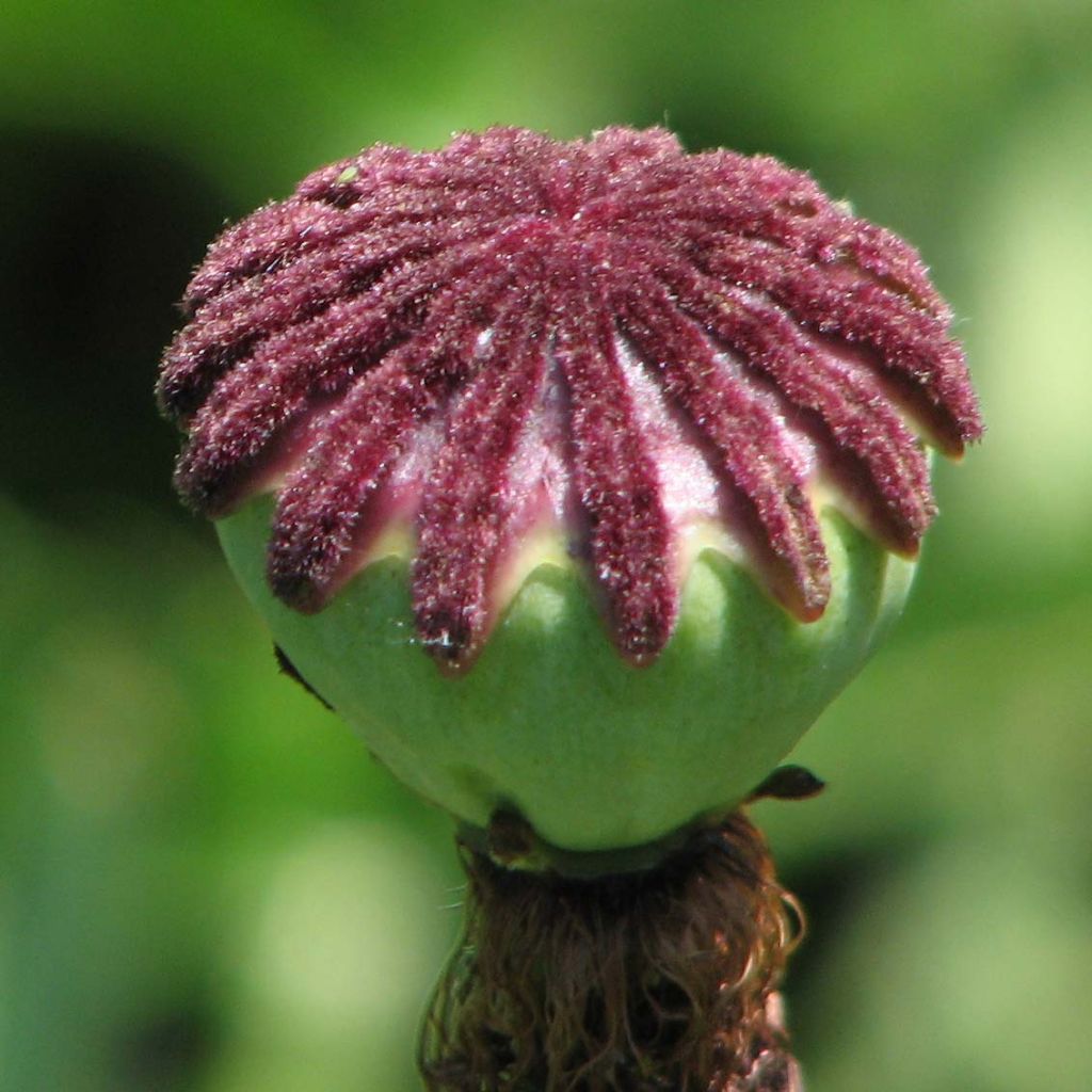 Papaver orientale Pattys Plum - Oriental Poppy