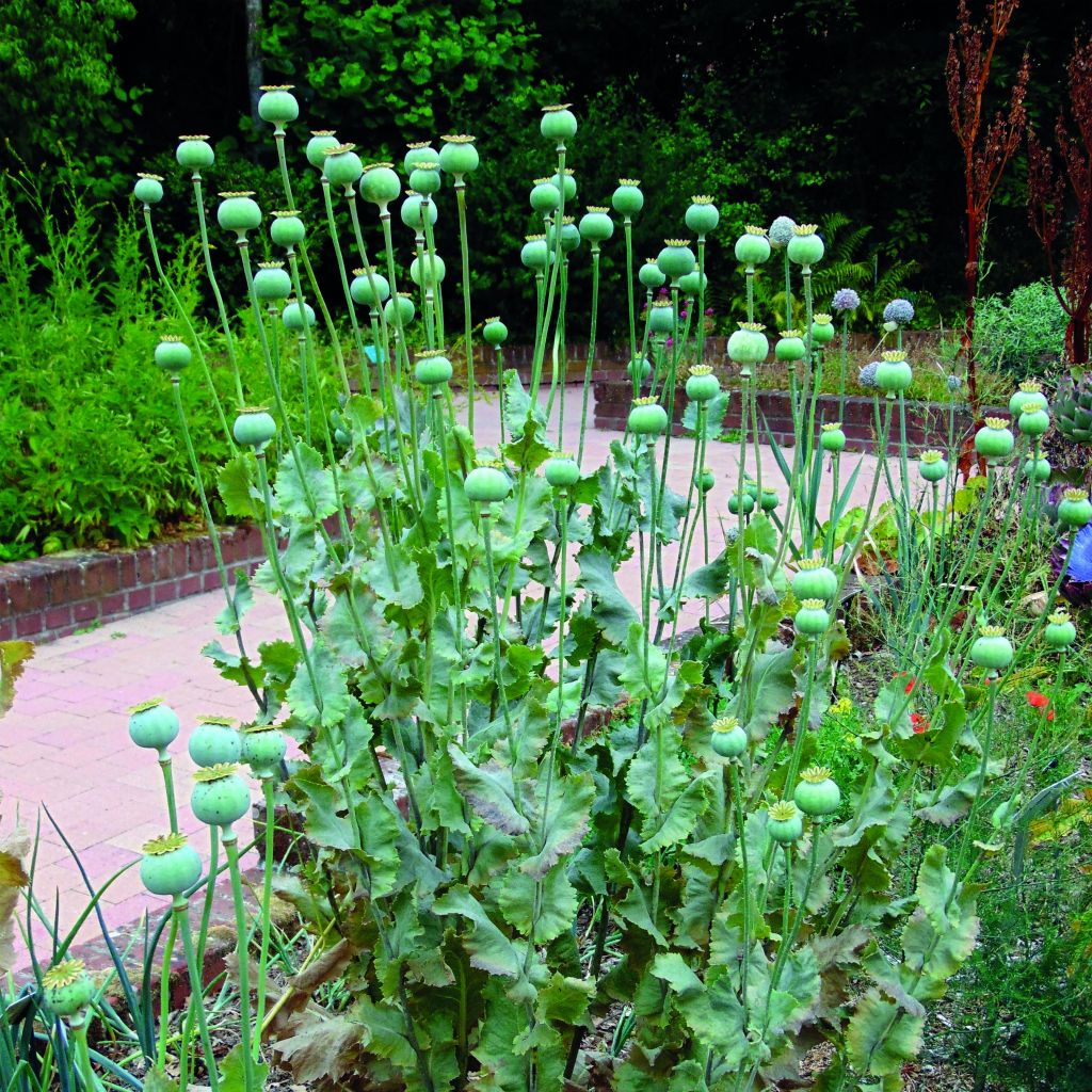 Papaver somniferum nigrum - Poppy Seeds