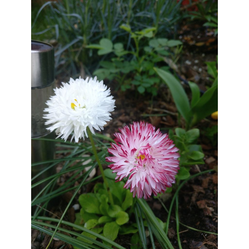 Bellis perennis Habanera - Common Daisy