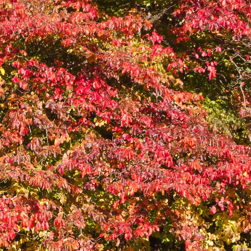 Arbre de fer - Parrotia persica