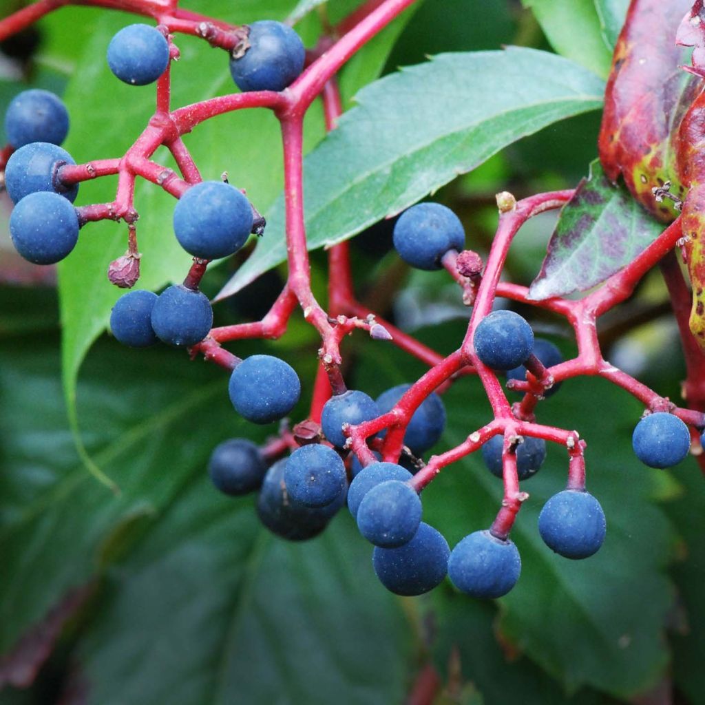 Parthenocissus quinquefolia- Virginia Creeper