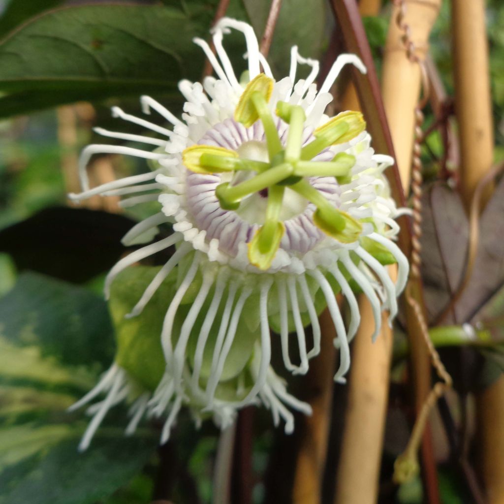 Passiflora edulis