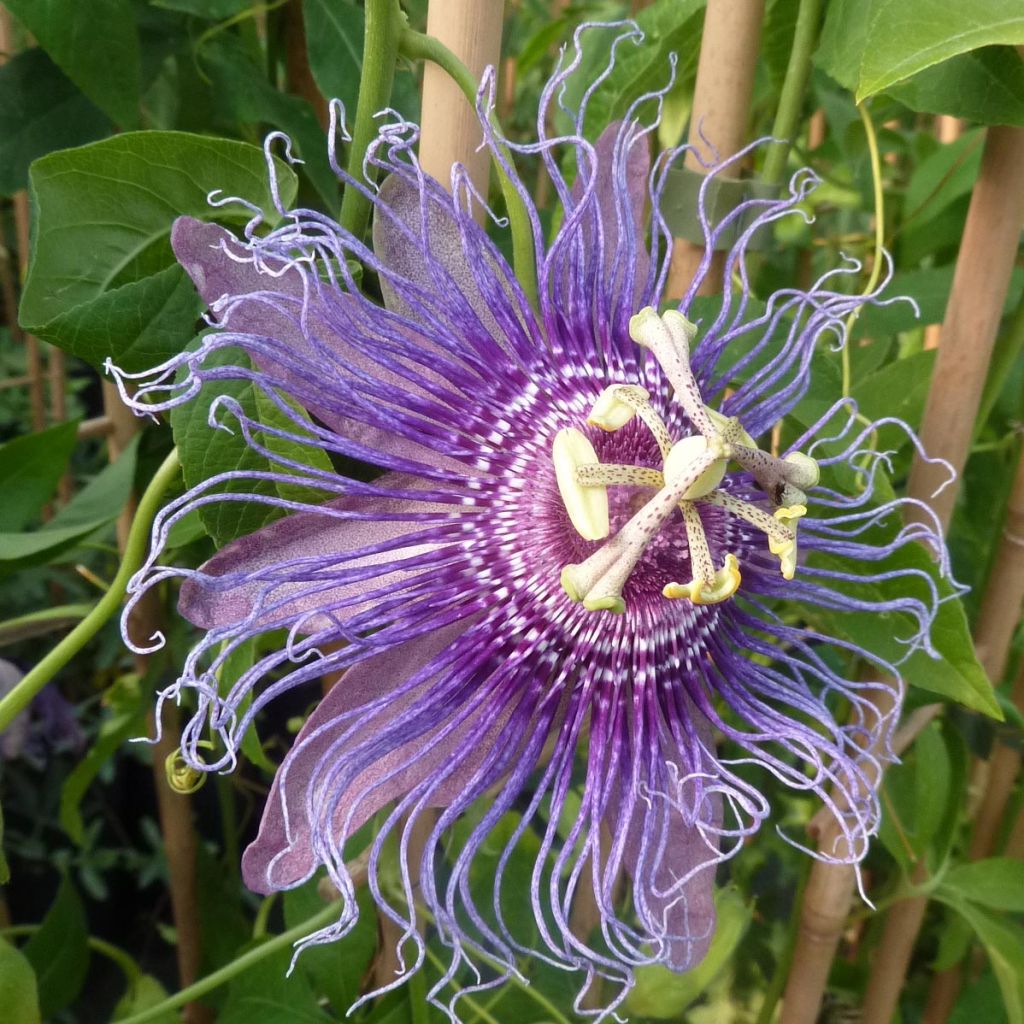 Passiflora Incense- Passion Flower