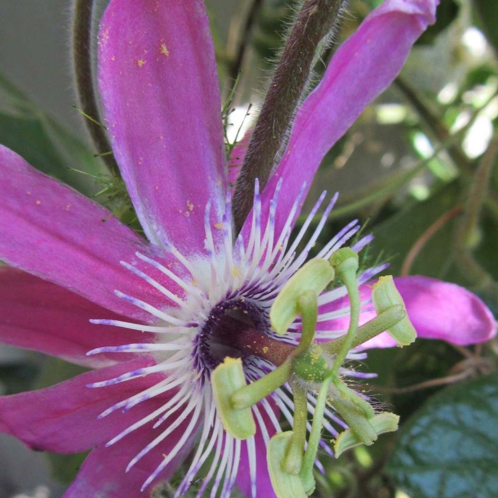 Passiflora Aurora - Passion Flower