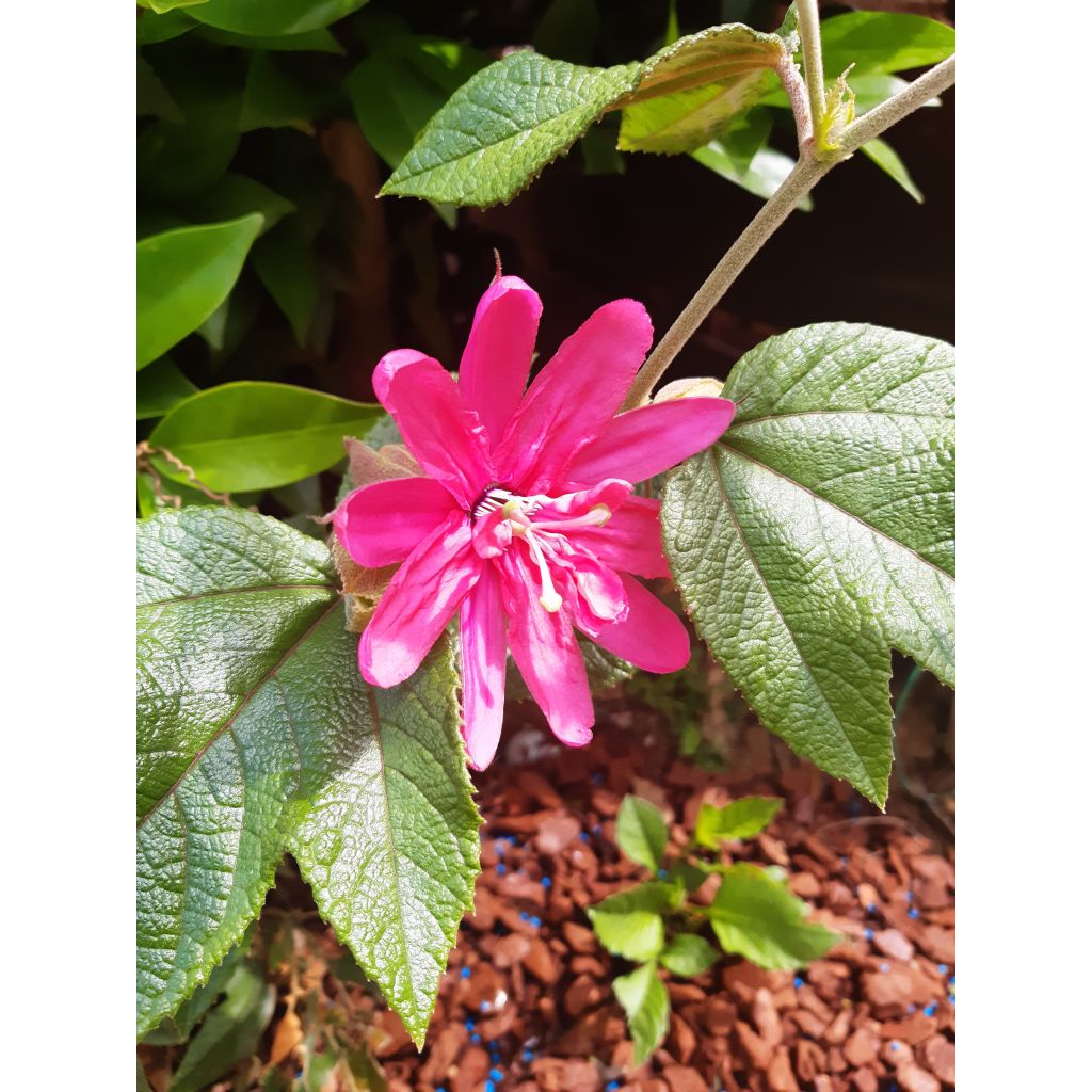 Passiflora Pink Passion- Passion Flower