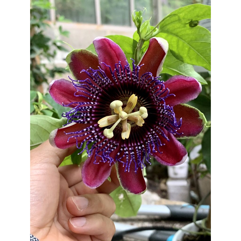 Passiflora Marijke - Passion Flower