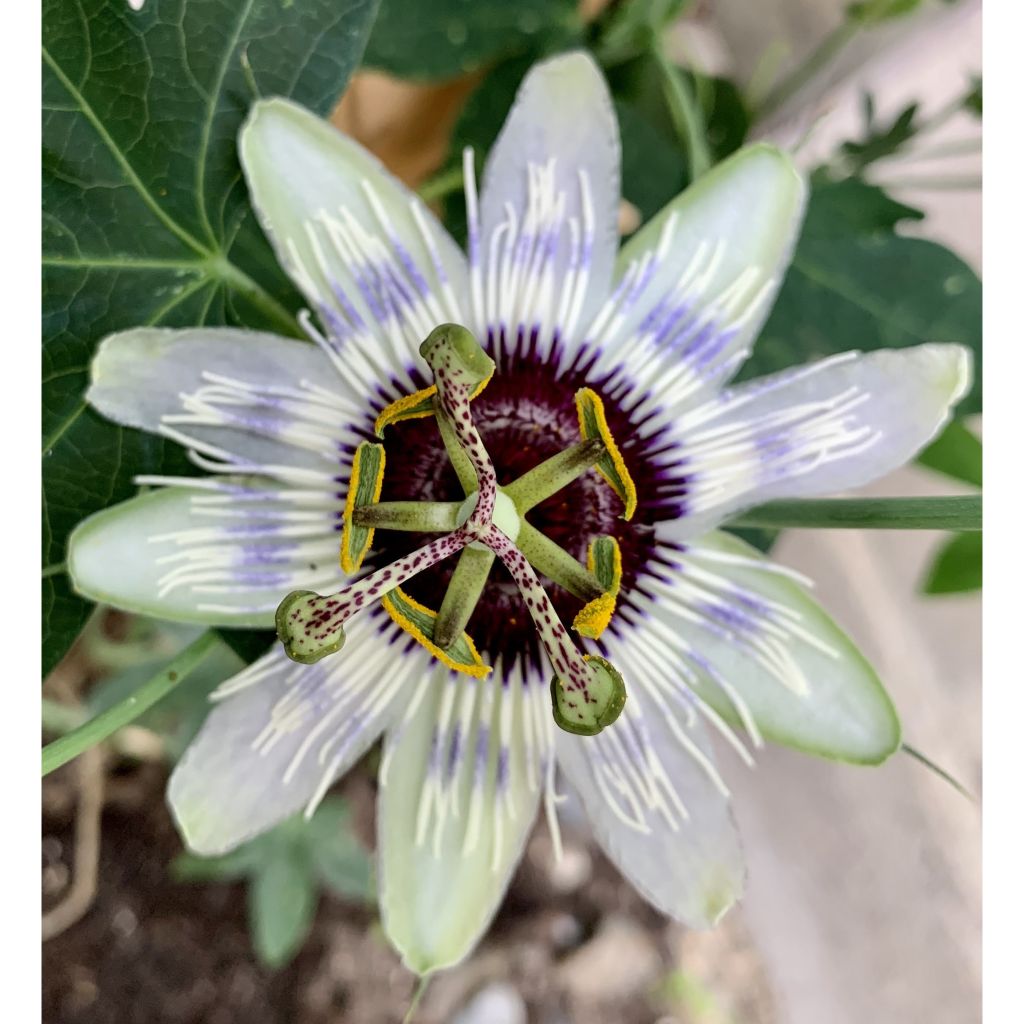 Passiflora Panda- Passion Flower