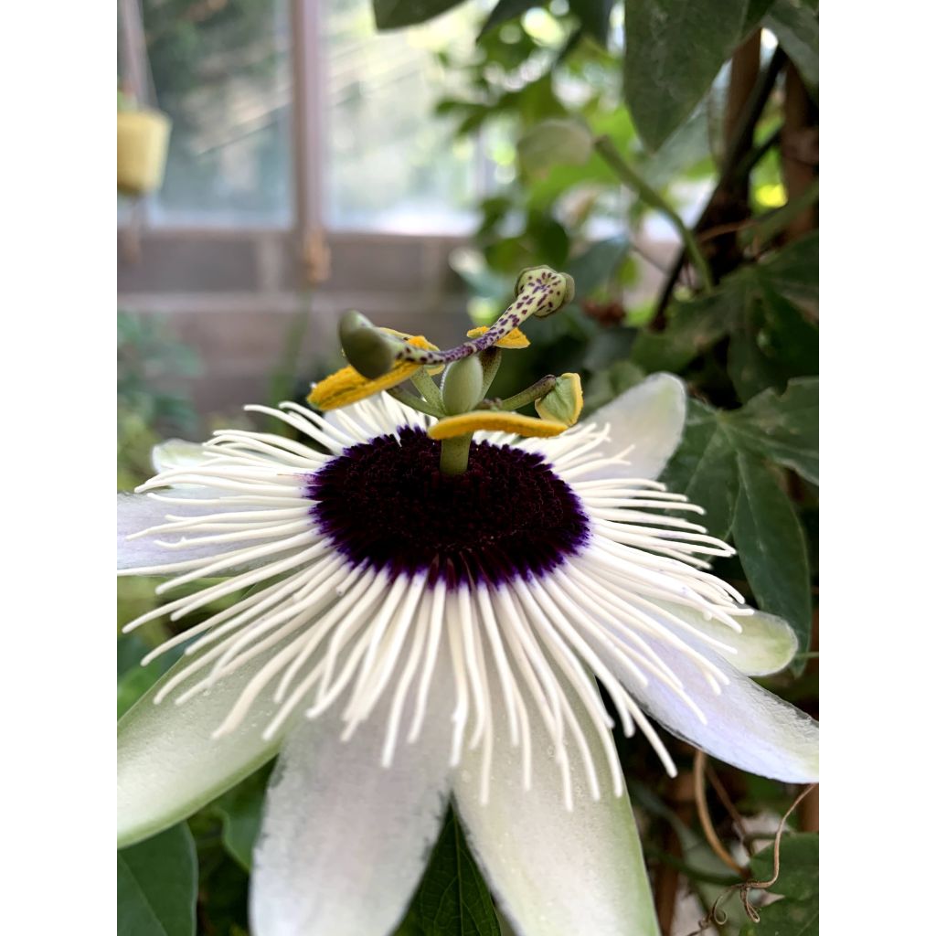 Passiflora Panda- Passion Flower