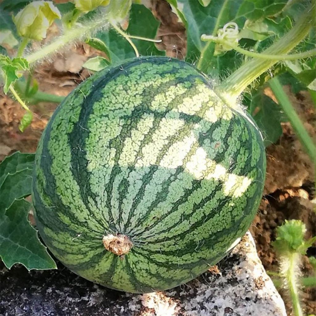 Grafted Watermelon Ingrid F1 Plants - Citrullus lanatus