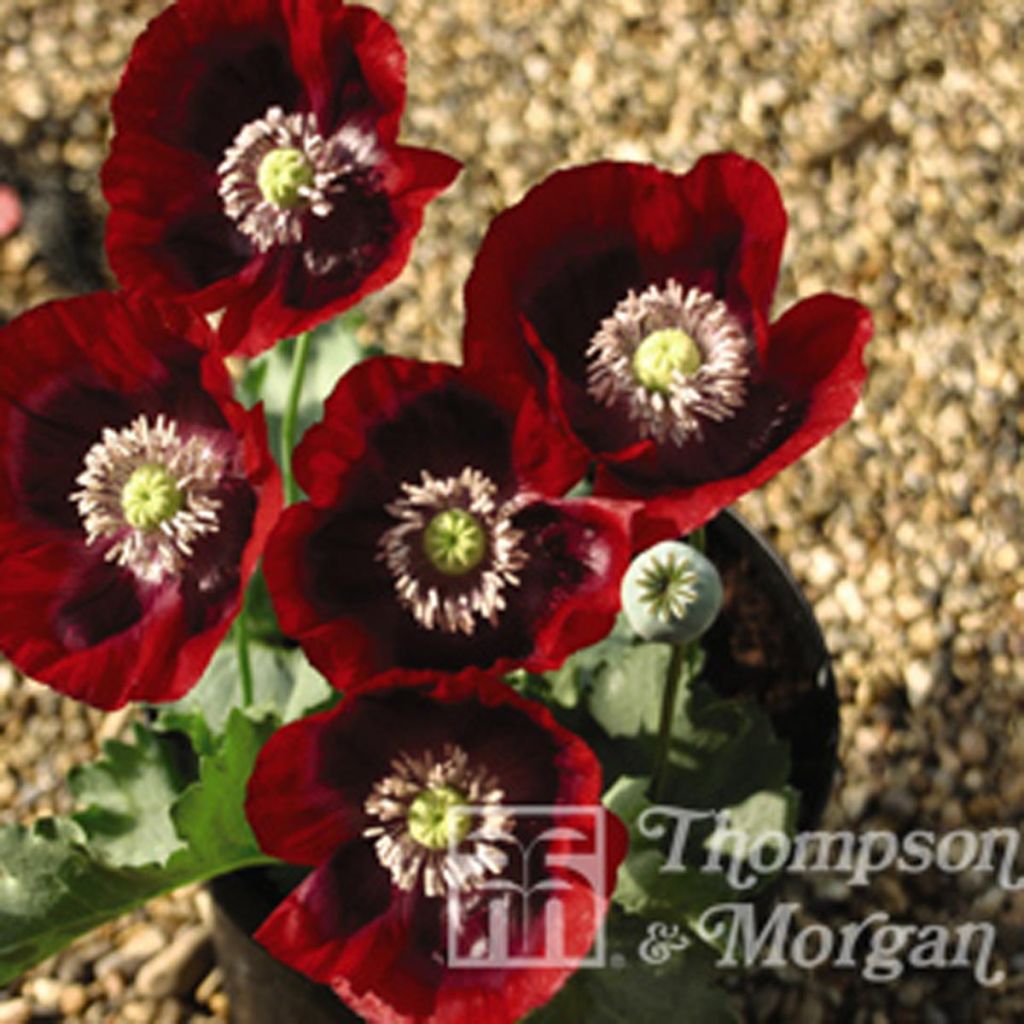 Opium Poppy Cherry Glow Seeds - Papaver somniferum