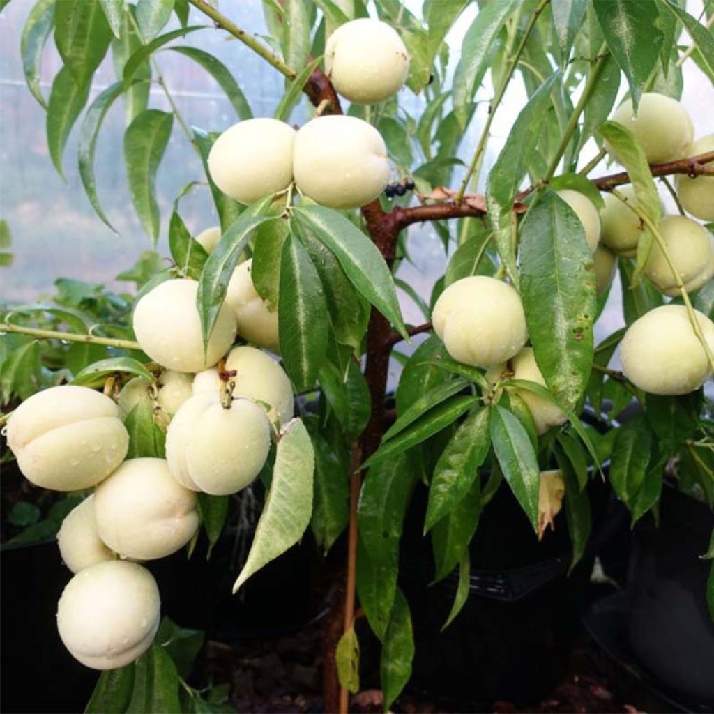 Prunus persica Ice Peach - Dwarf Peach Tree