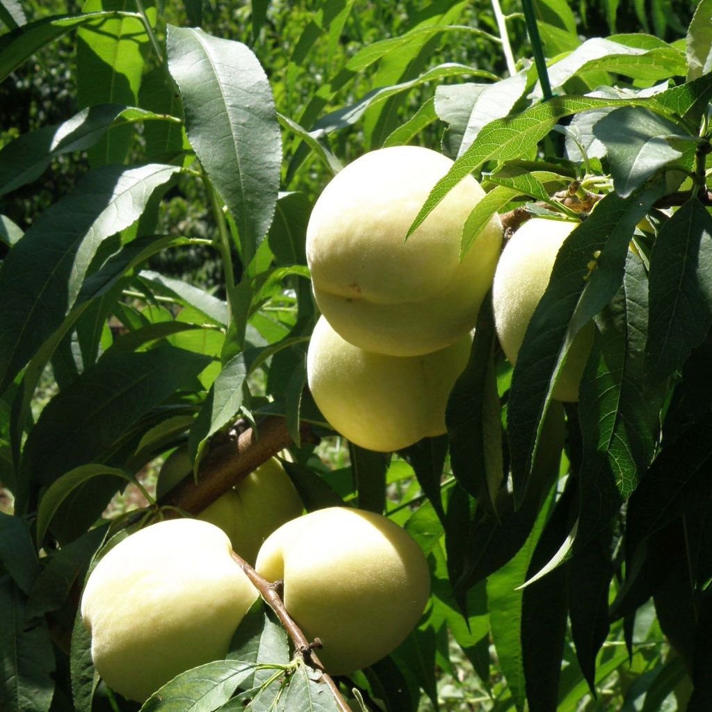 Prunus persica Ice Peach - Dwarf Peach Tree