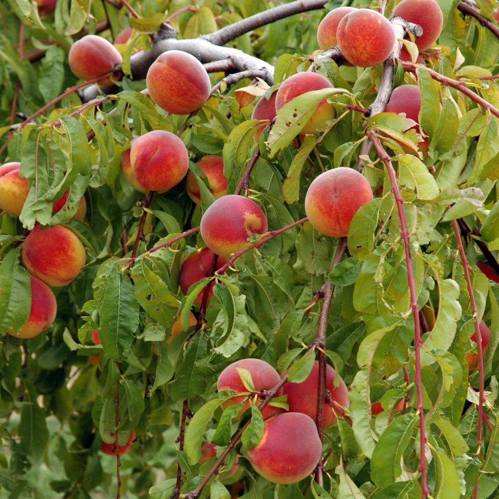 Prunus persica Weeping Lacrima - Peach Tree