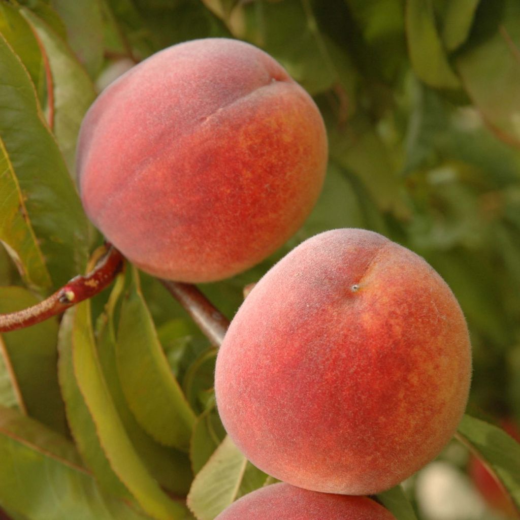 Prunus persica Weeping Lacrima - Peach Tree