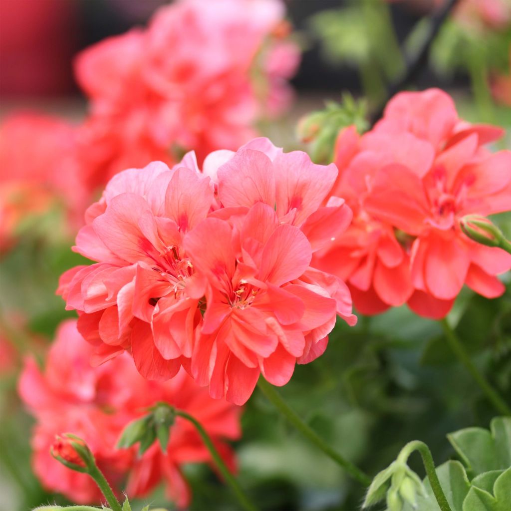 Pelargonium Double Apricot Salmon Orange - Ivy Geranium