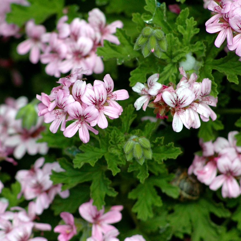 Pelargonium graveolens