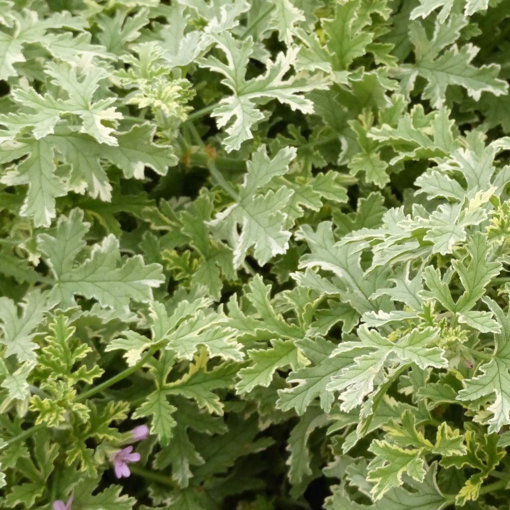 Pelargonium graveolens Grey Lady Plymouth