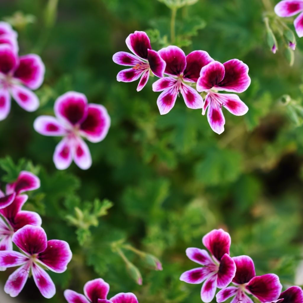 Pelargonium Mosquitaway Eva - Regal geranium