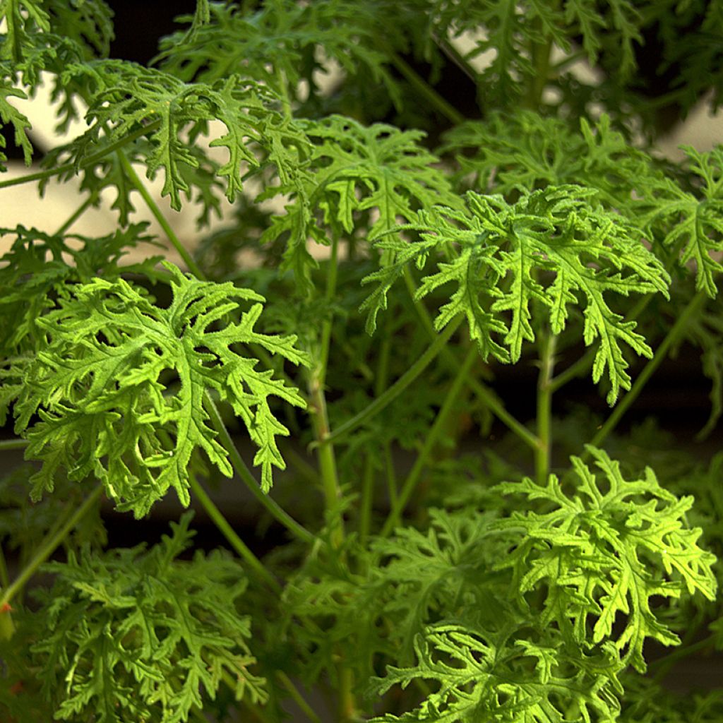 Pelargonium crispum Candy Dancer