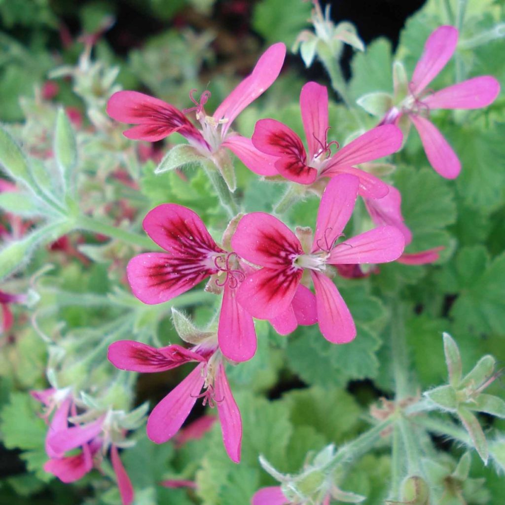 Pelargonium Concolour Lace