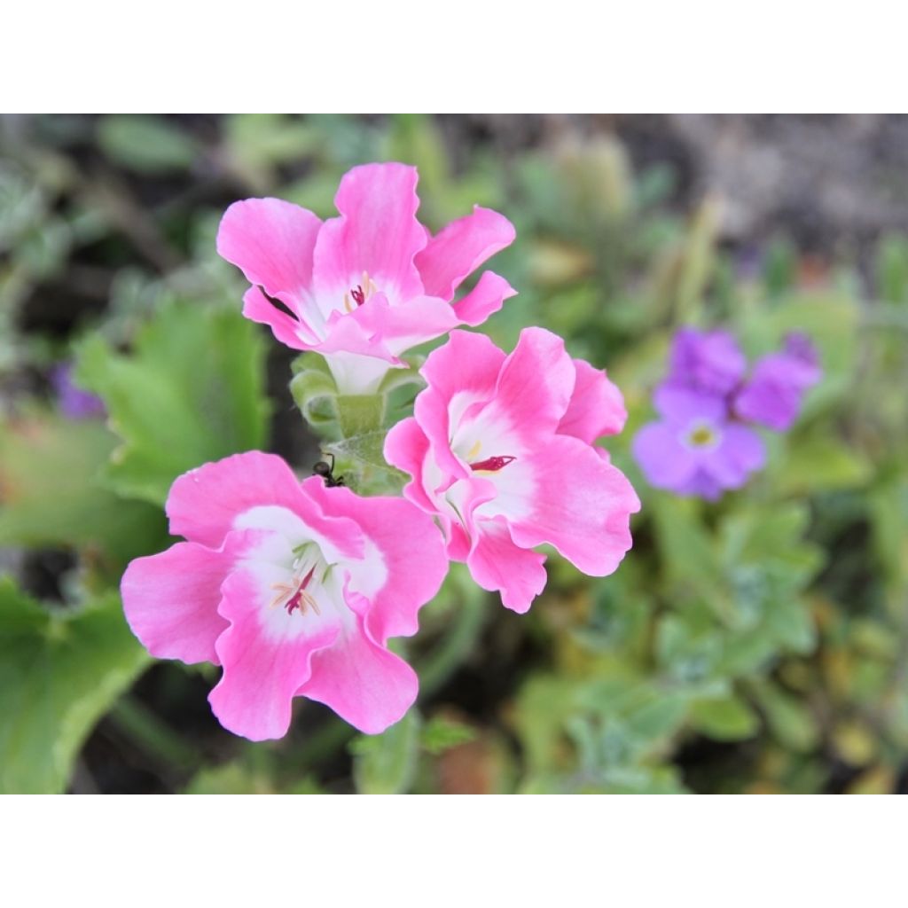 Pelargonium Bermuda Pink - Regal Geranium