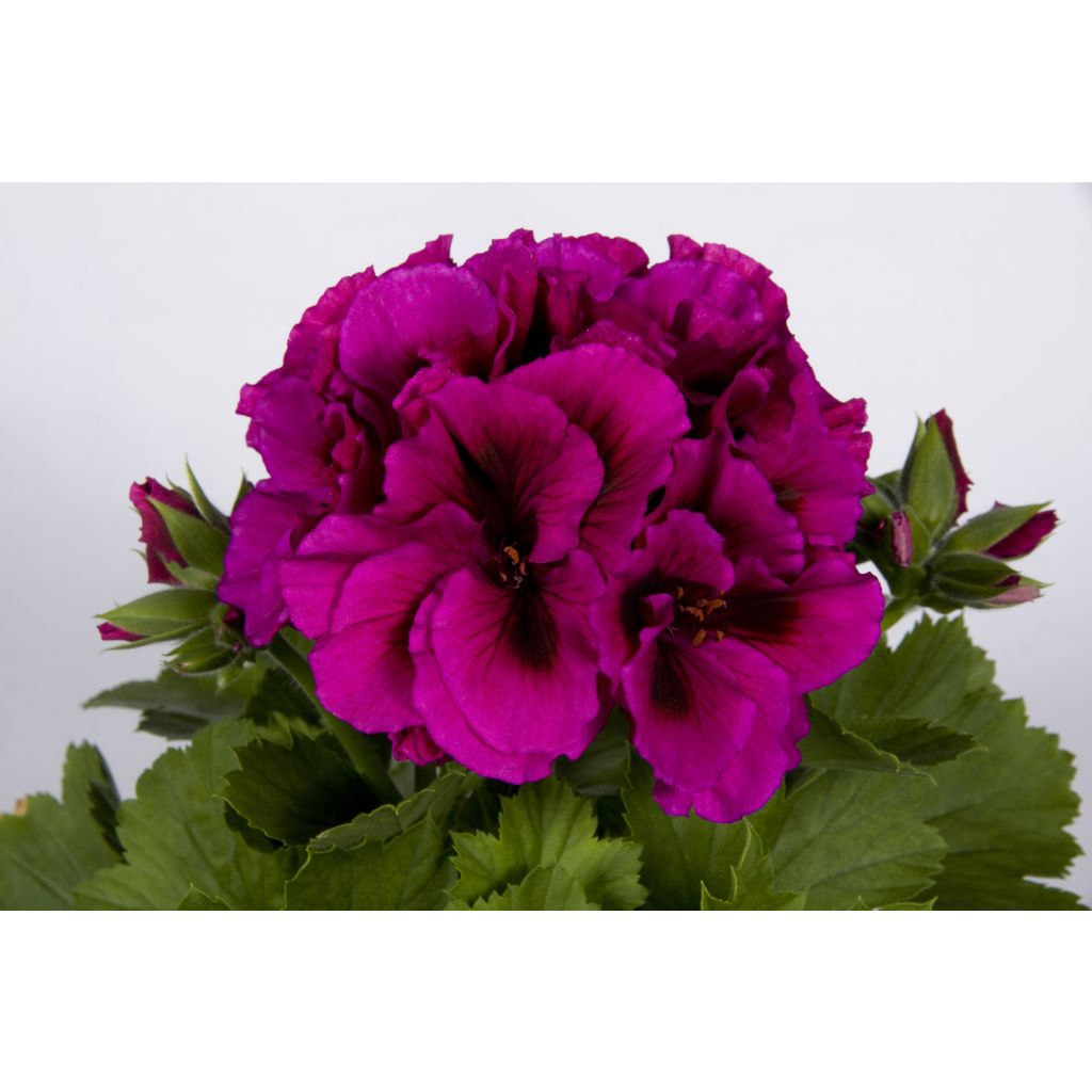 Pelargonium Burghi - Regal Geranium