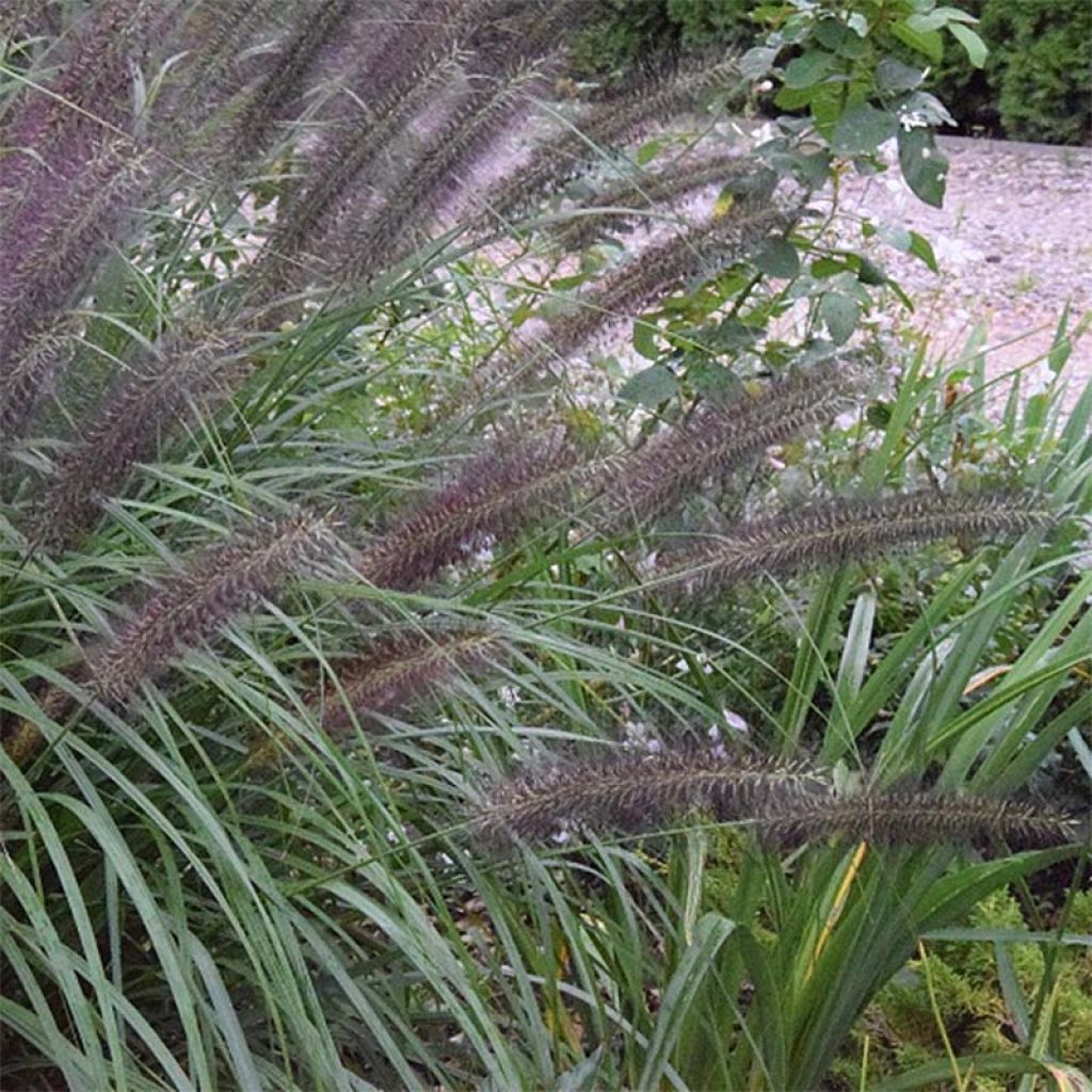 Pennisetum alopecuroïdes Black Beauty - Chinese Fountain Grass