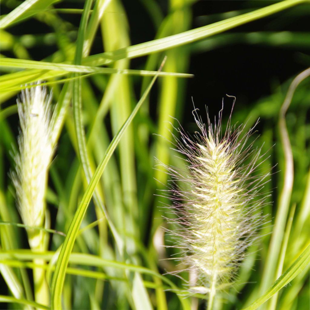 Pennisetum alopecuroïdes Hameln Gold - Chinese Fountain Grass