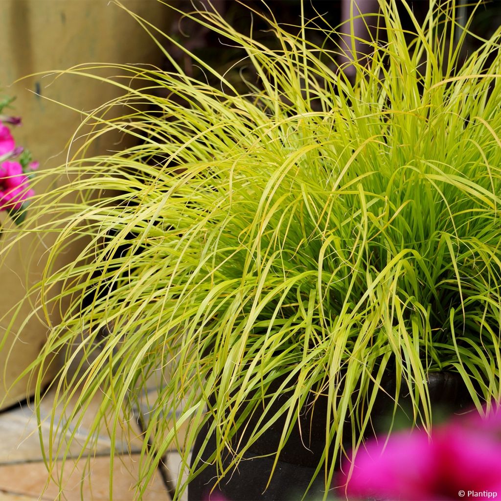 Pennisetum alopecuroides Lumen Gold - Herbe aux écouvillons