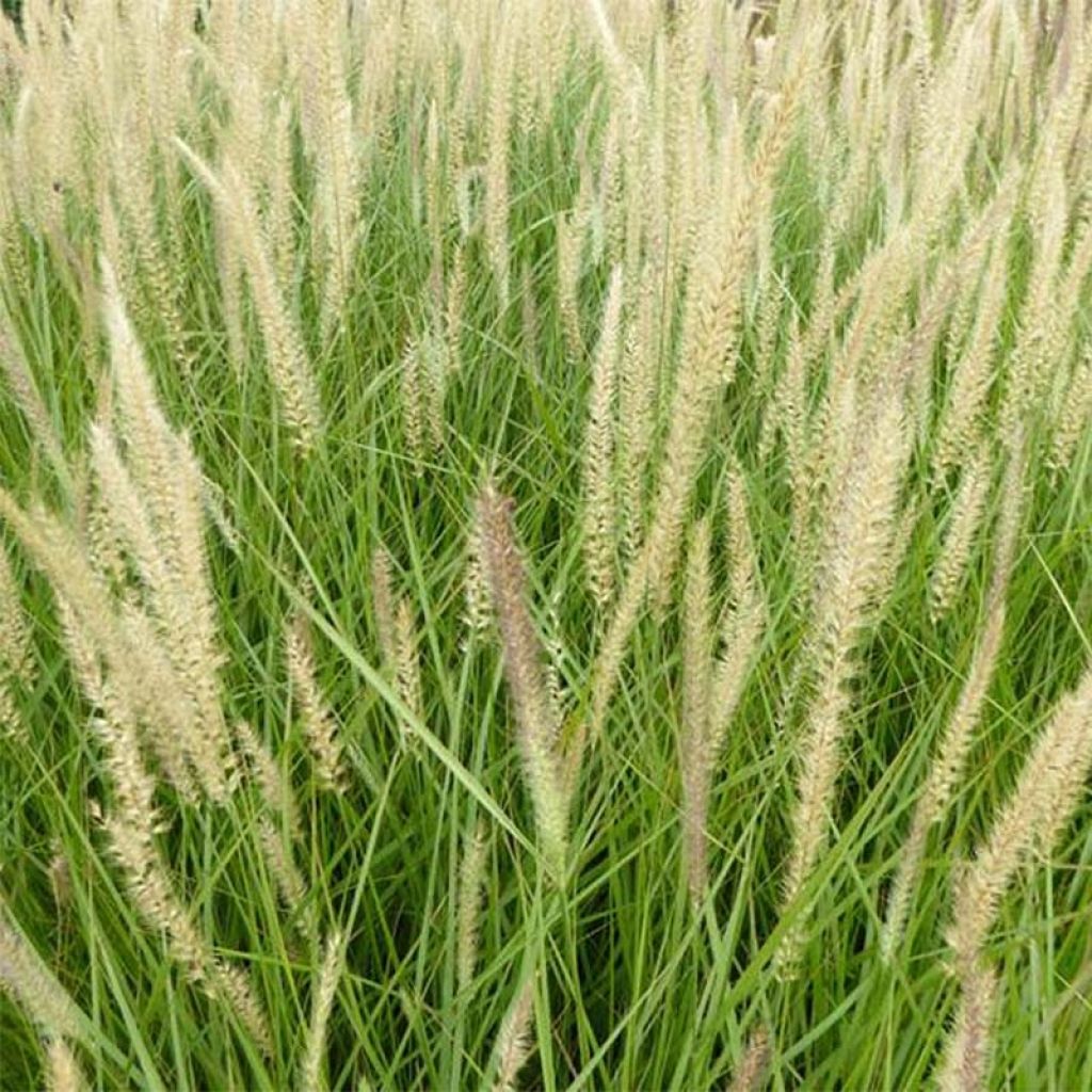 Pennisetum orientale Fairy Tails - Oriental Fountain Grass