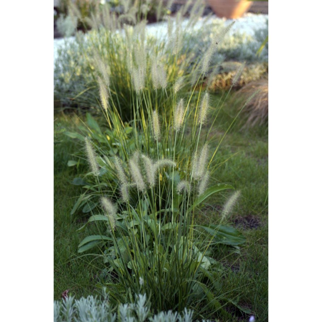 Pennisetum orientale Shogun - Oriental Fountain Grass