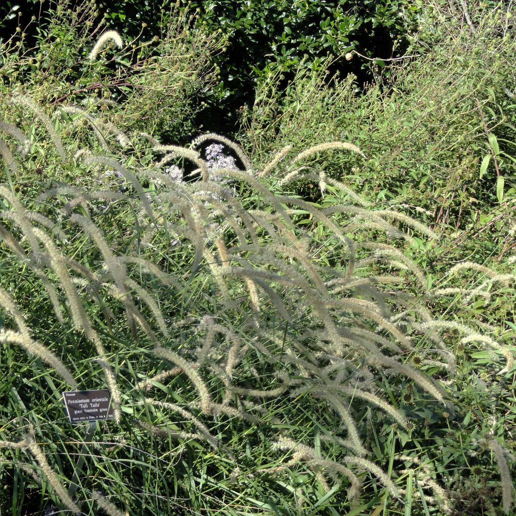 Pennisetum orientale Tall Tails - Oriental Fountain Grass