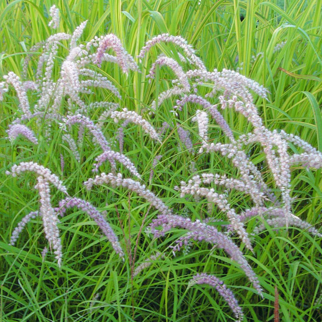 Pennisetum orientale Tall Tails - Oriental Fountain Grass