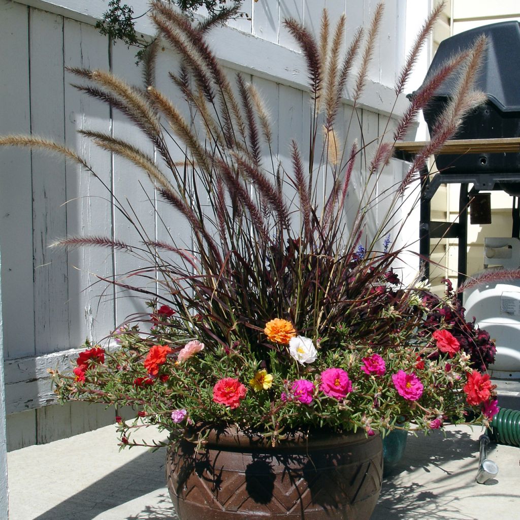 Pennisetum advena Rubrum - Purple Fountain Grass