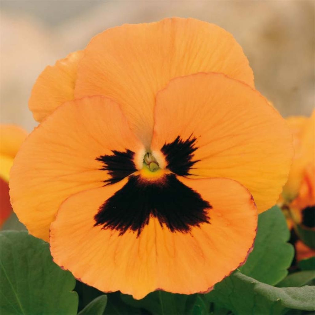 Viola hybrida Inspire F1 Orange Blotch - Pansy