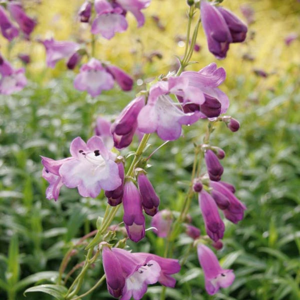 Penstemon Alice Hindley - Galane