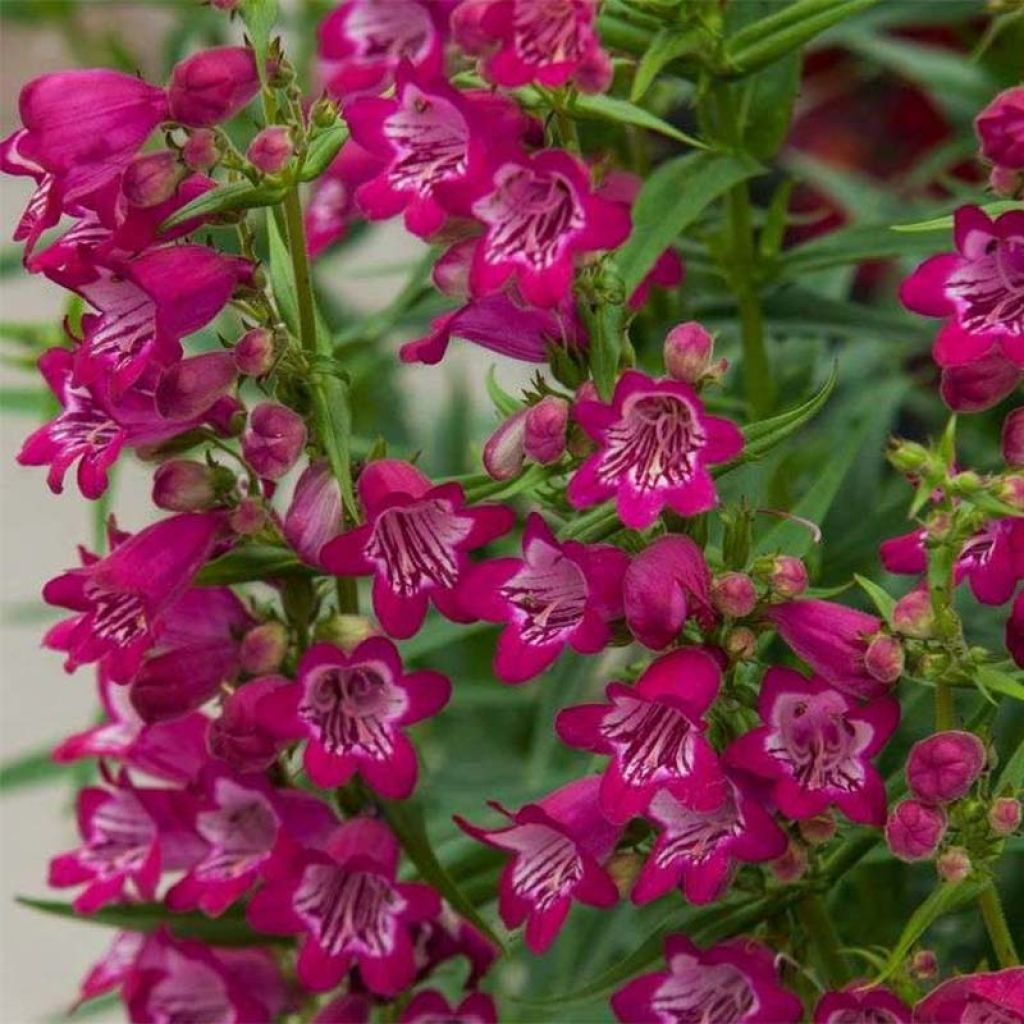 Penstemon Harlequin Magenta - Beardtongue