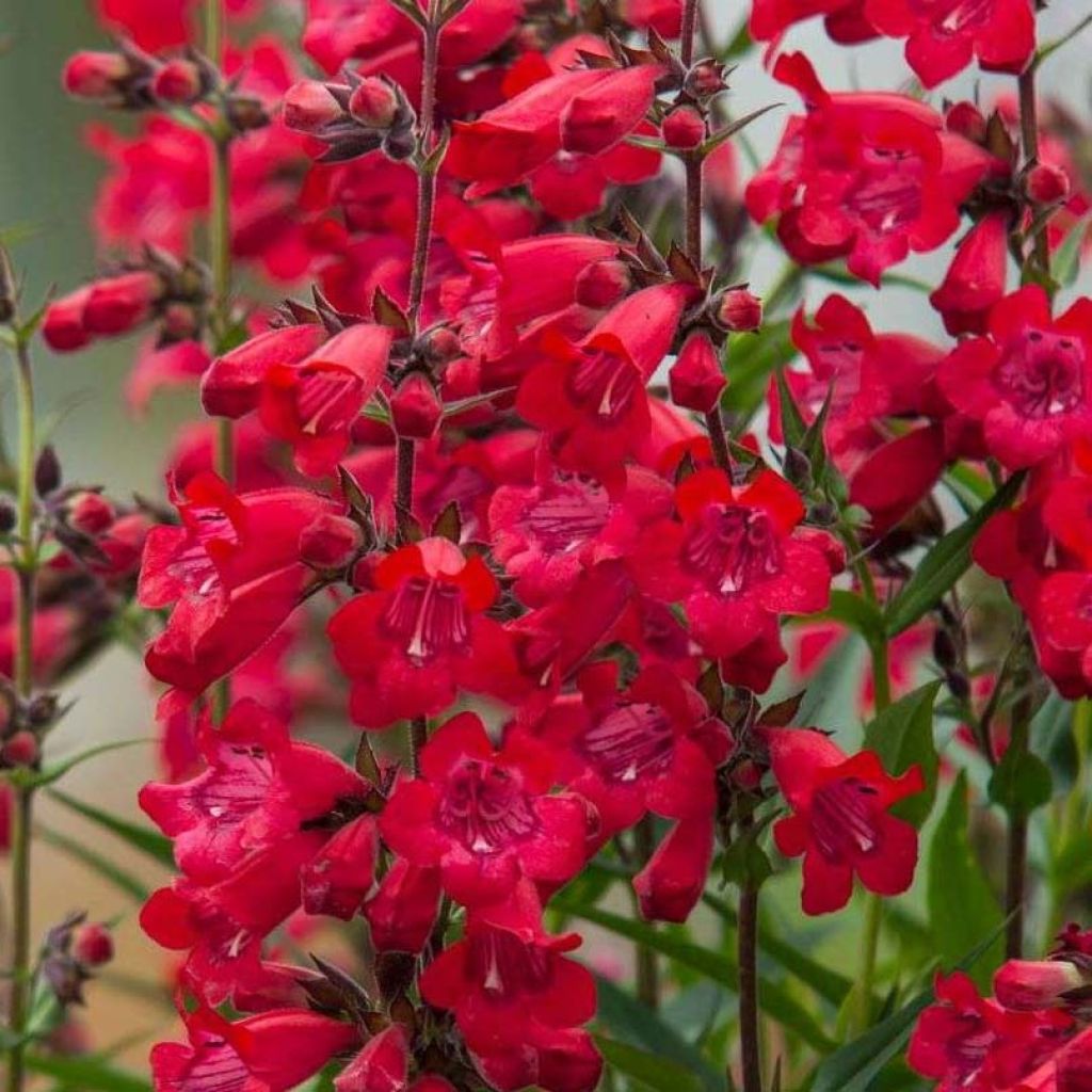 Penstemon Harlequin Red - Beardtongue