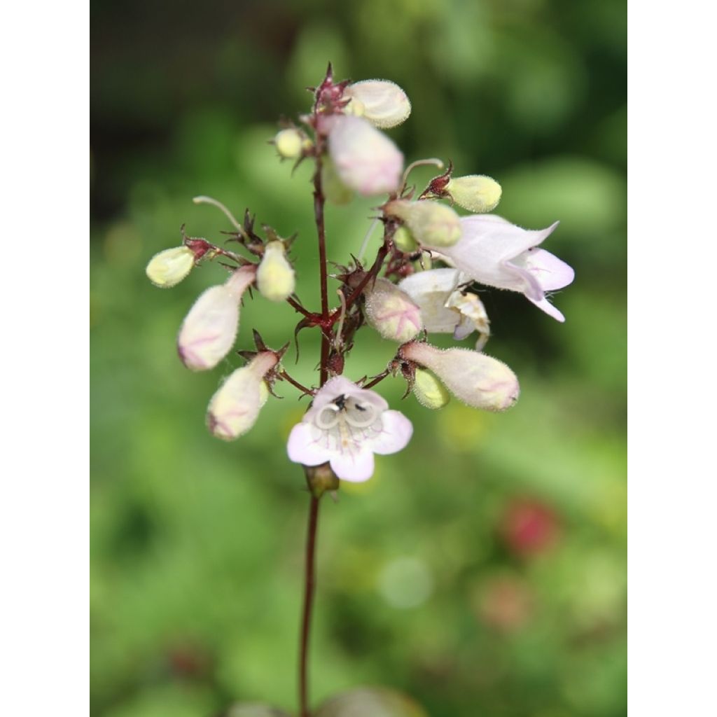 Penstemon digitalis Husker Red - Foxglove beardtongue