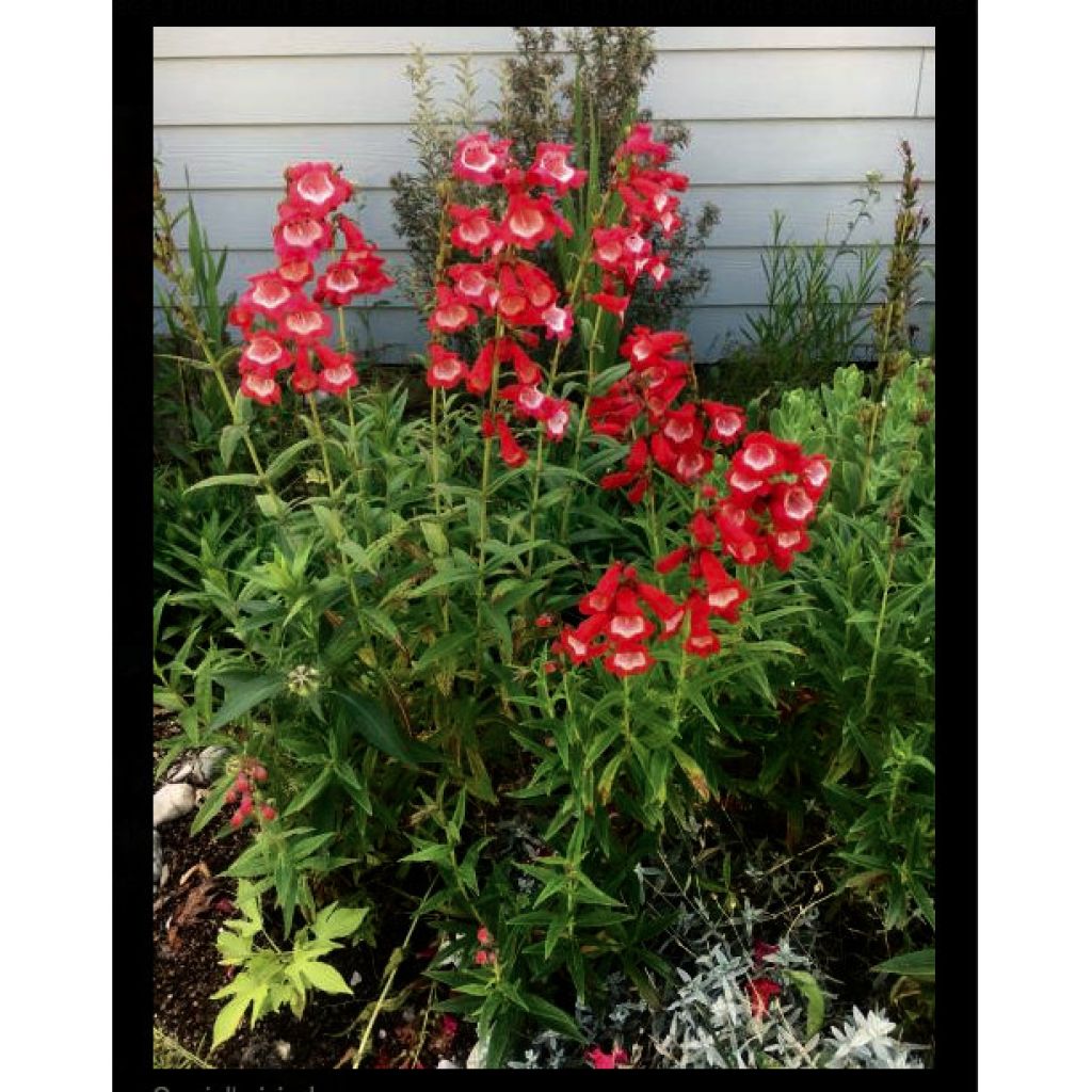 Penstemon hybrida Le Phare - Beardtongue