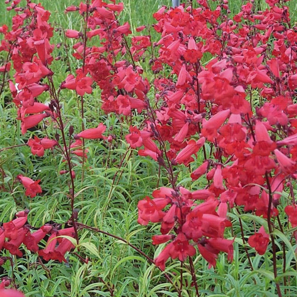 Penstemon Schoenholzeri