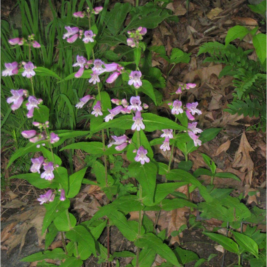 Penstemon smallii - Beardtongue