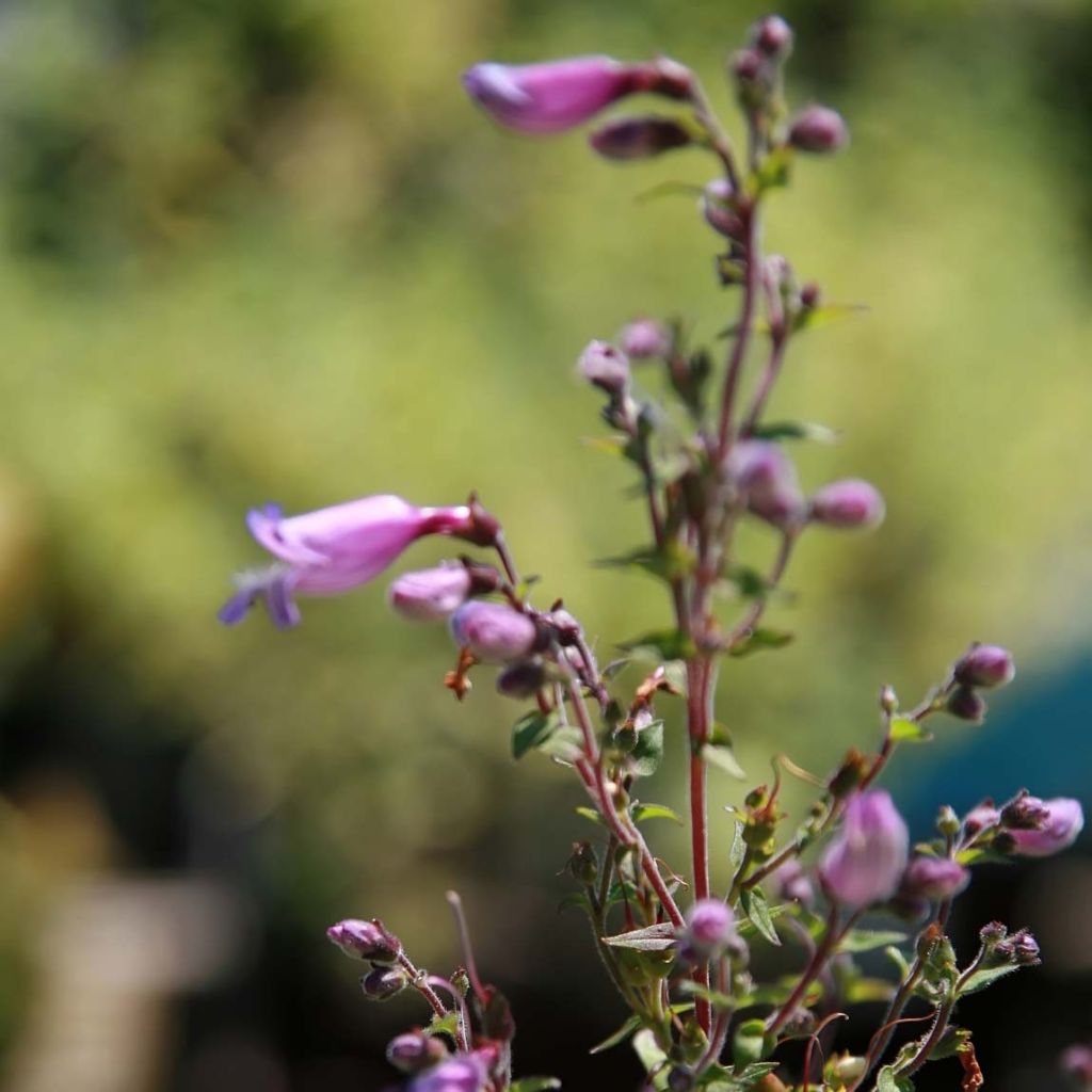 Penstemon smallii - Beardtongue