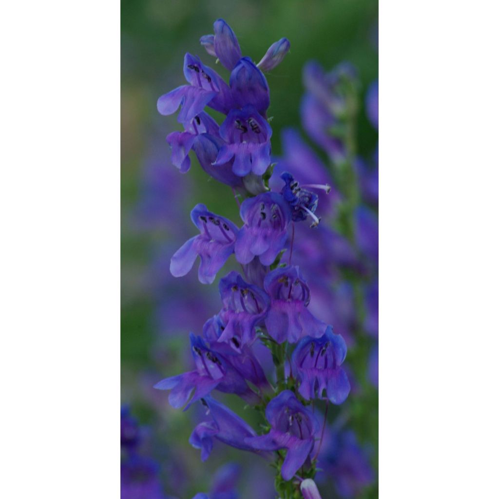 Penstemon strictus - Beardtongue