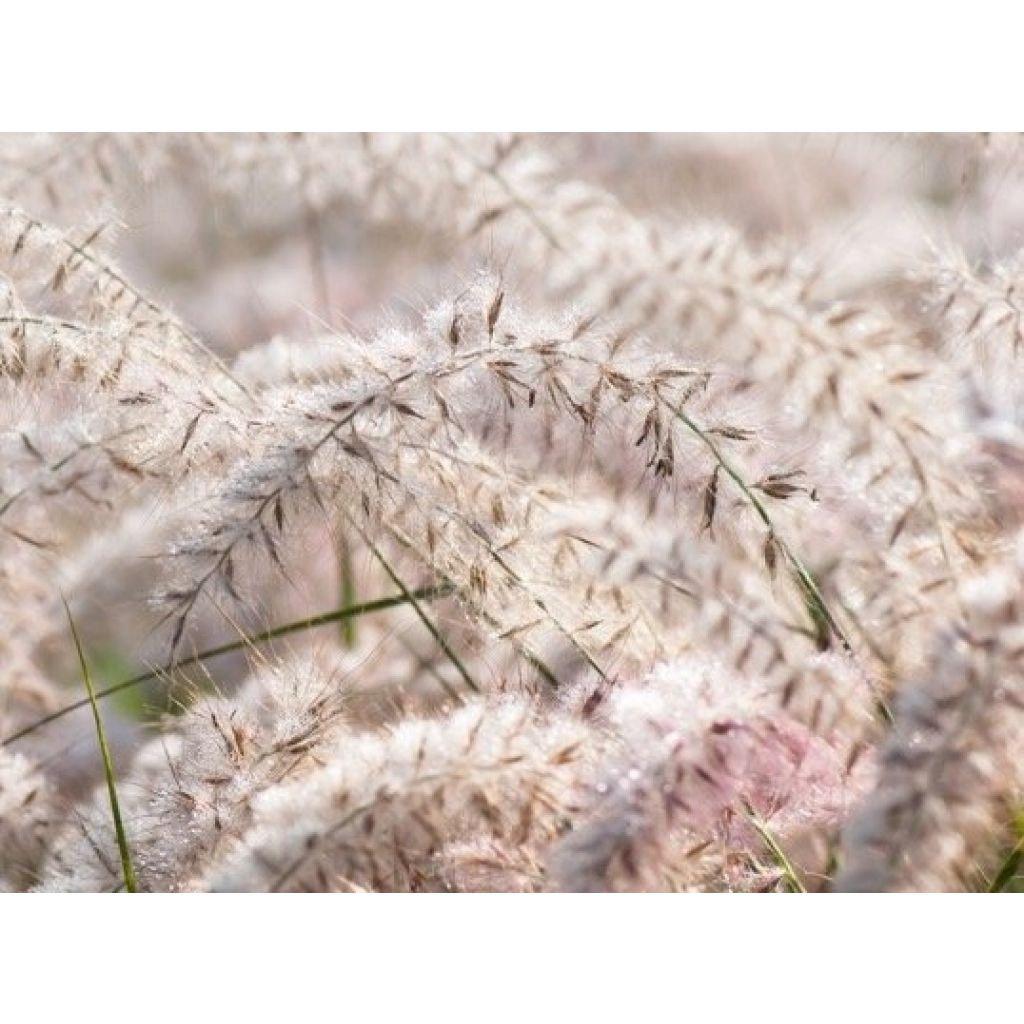 Pennisetum orientale JS Dance With Me - Oriental Fountain Grass