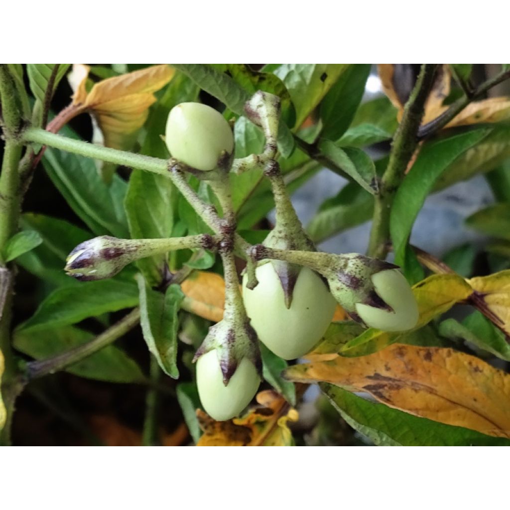 Pear Melon - Pepino - Solanum muricatum