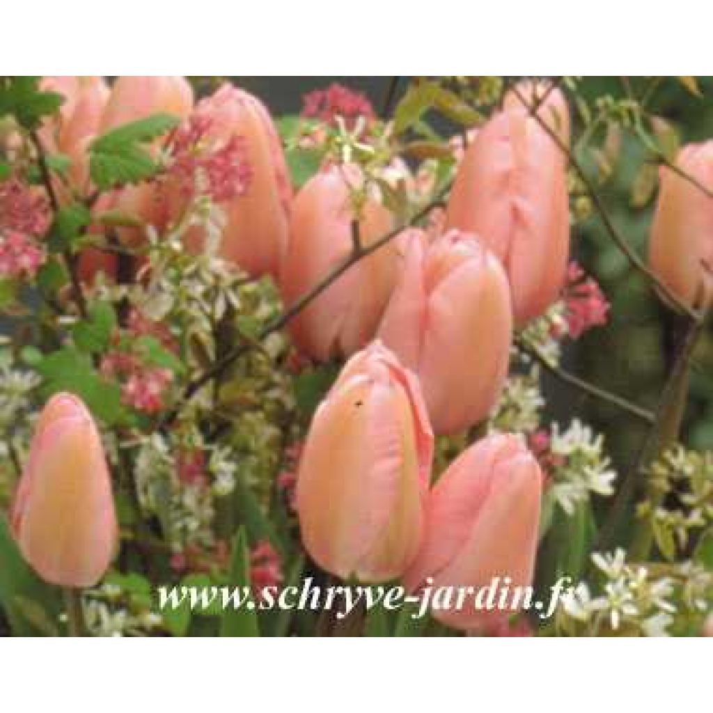 Tulipa 'Peerless Pink'